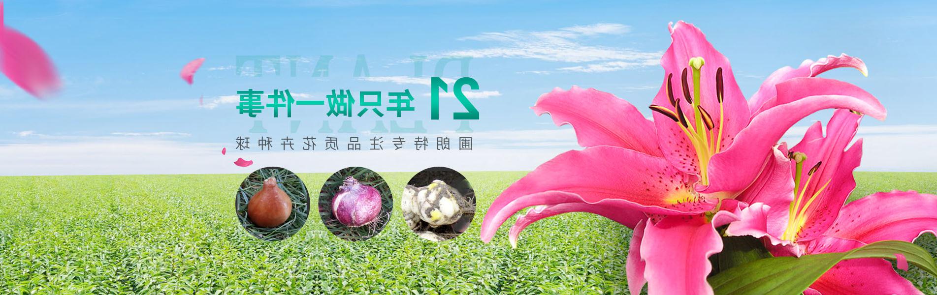 太阳集团tyc539专注品质花卉种球
